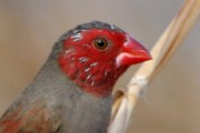 Crimson Finch (Neochmia phaeton)